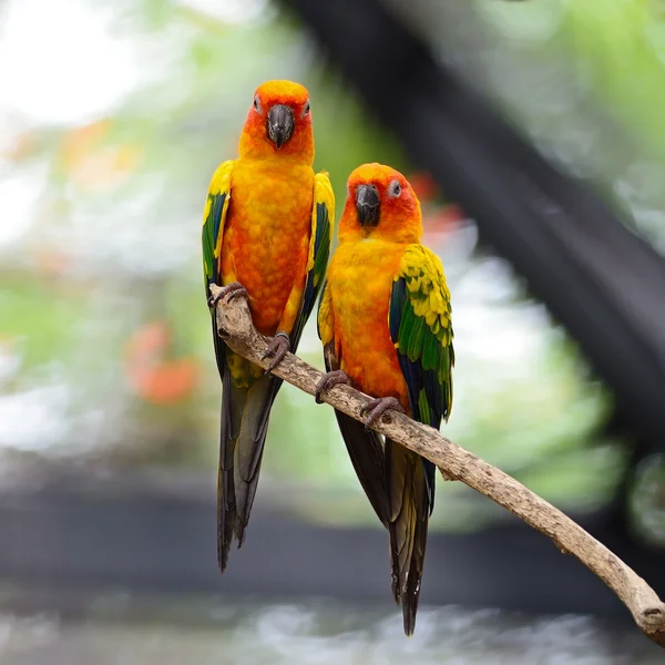 Sun Conure — Stock Photo, Image