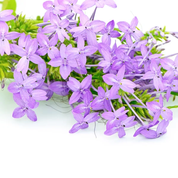 Violeta Ixora — Foto de Stock