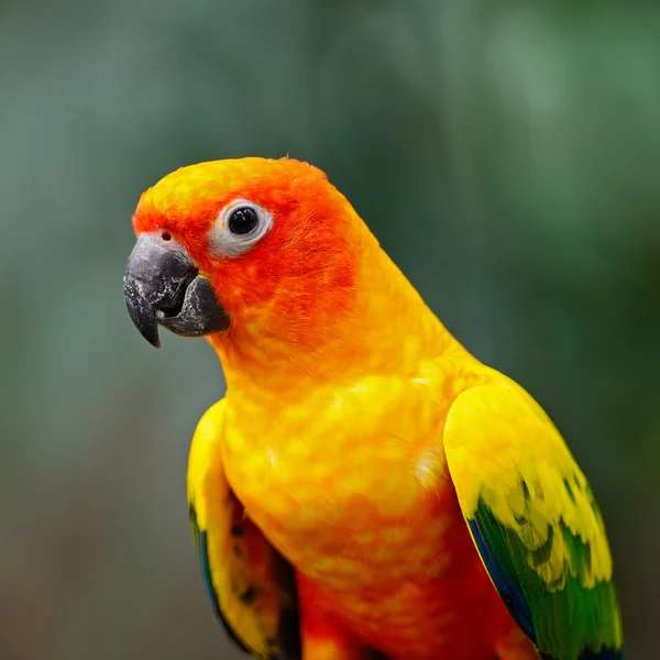 Solen conure — Stockfoto