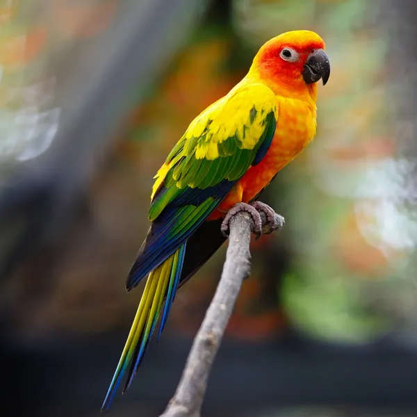 Slunce conure — Stock fotografie