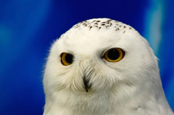 Snowy Owl — Stock Photo, Image