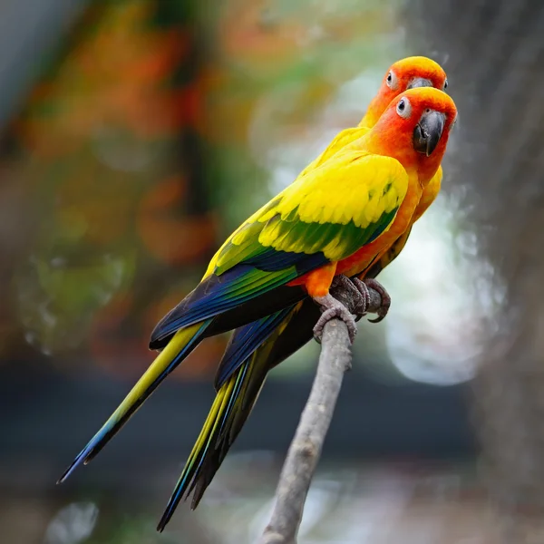 Sun Conure — Stock Photo, Image