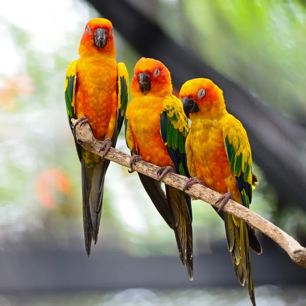 Solen conure — Stockfoto