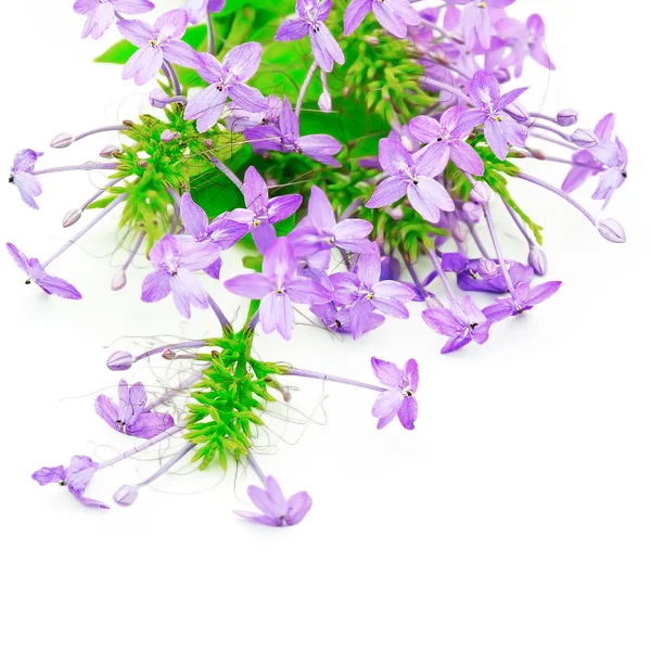 Ixora violeta — Fotografia de Stock