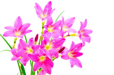 yağmur lily
