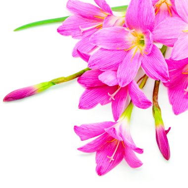 yağmur lily