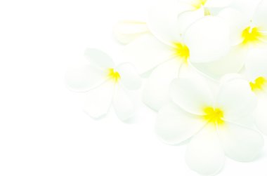 Beyaz plumeria
