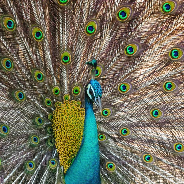 Peafowl verde — Foto Stock