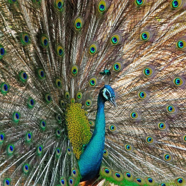 Peafowl verde — Foto Stock