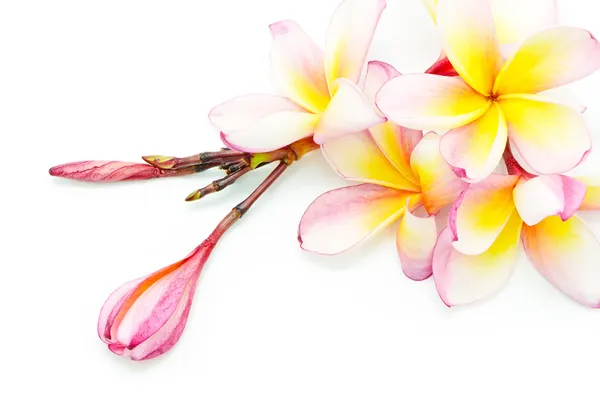 Oranžový plumeria — ストック写真