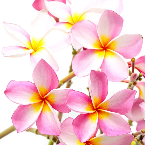 Pink Plumeria — Stock Photo, Image