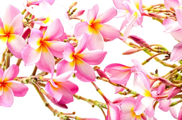 Plumeria różowy — Zdjęcie stockowe