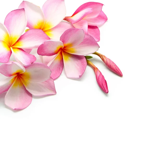 Plumeria — Zdjęcie stockowe