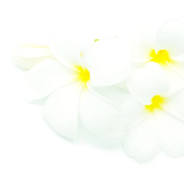 White Plumeria — Stock Photo, Image