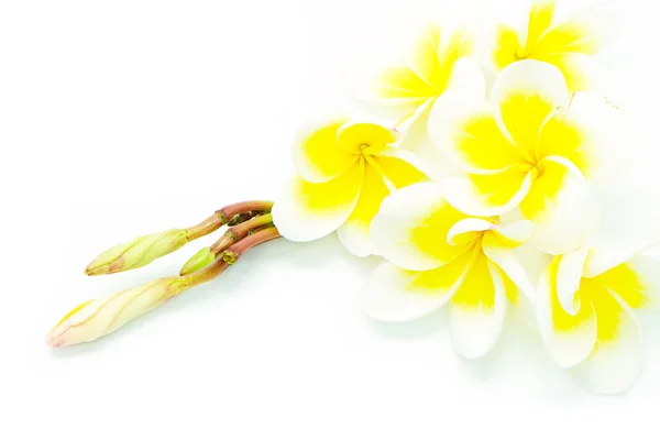 Yellow Plumeria — Stock Photo, Image