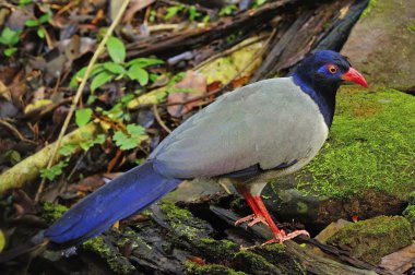 mercan gagalı kara-guguk kuşu