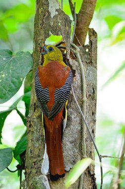 erkek portakal göğüslü trogon