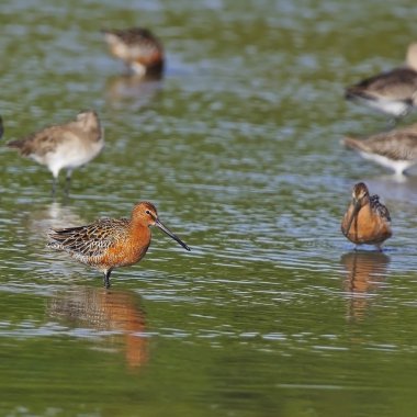 Asya dowitcher