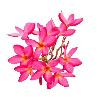 Plumeria
