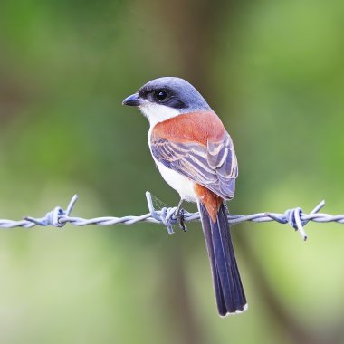 Birmanya örümcek kuşu