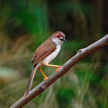 Sarı gözlü yedikardeşi