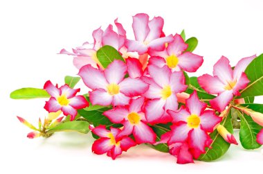 Impala Lily