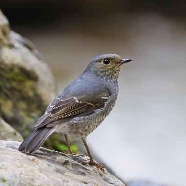 kadın kurşuni kızılkuyruk