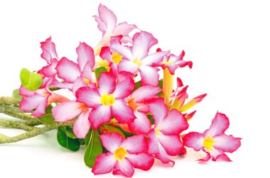 Impala Lily
