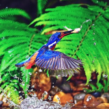 Mavi kulaklı kingfisher