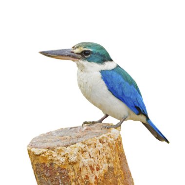 Kutsal kingfisher