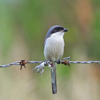 Burmese Shrike clipart