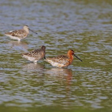 Asya dowitchers