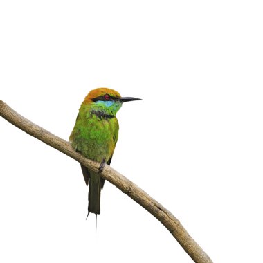 Little Green Bee-eater clipart