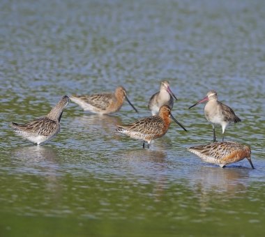 Asya dowitcher