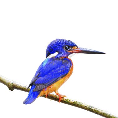 Mavi kulaklı erkek kingfisher