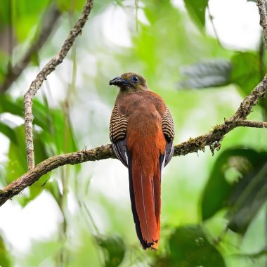 kadın portakal göğüslü trogon