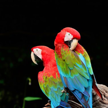 Greenwinged macaw clipart