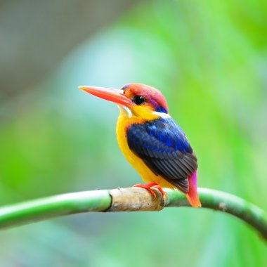 kara sırtlı kingfisher