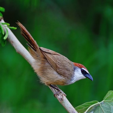 kestane-capped yedikardeşi