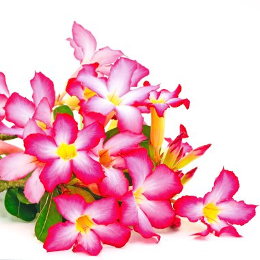 Impala Lily