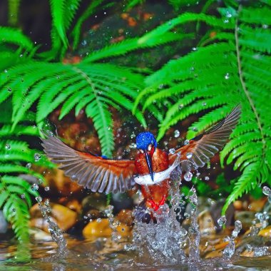 Mavi kulaklı erkek kingfisher