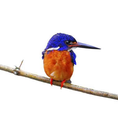 Mavi kulaklı erkek kingfisher