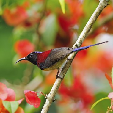 Kara gerdanlı erkek sunbird