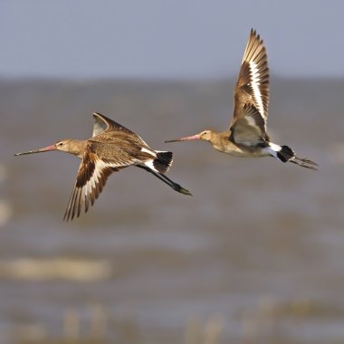 Eastern Black-tailed Godwit clipart