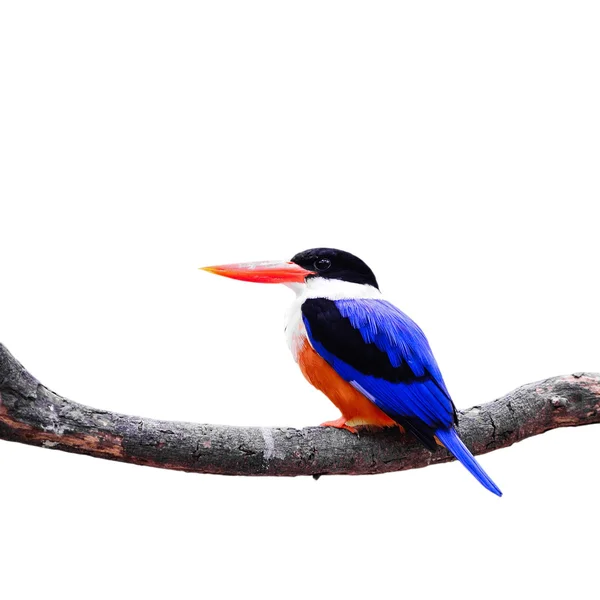 Black-capped Kingfisher — Stock Photo, Image