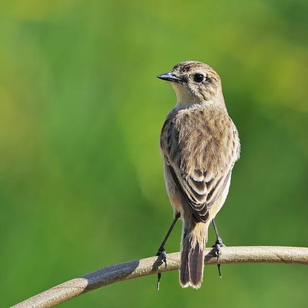 Keleti stonechat — Stock Fotó