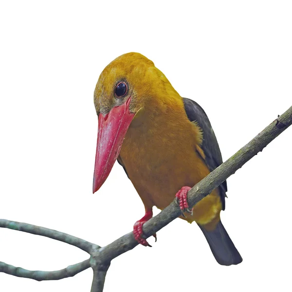 Weibchen-Braunflügel-Eisvogel — Stockfoto