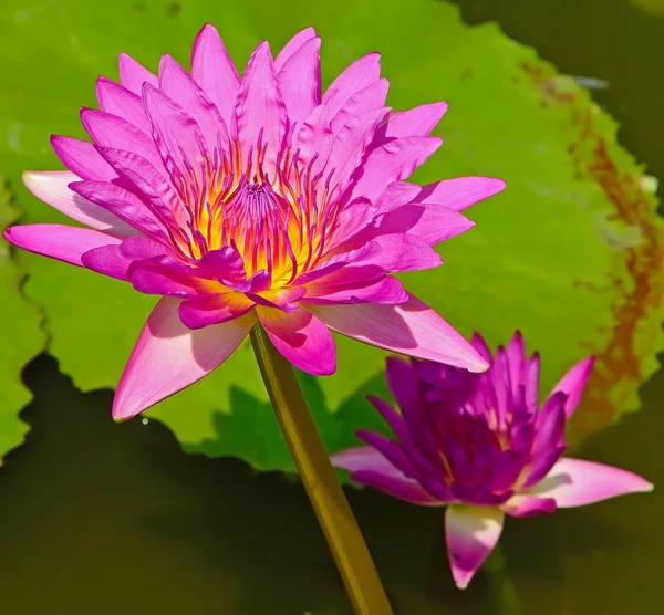 Waterlily — Stock Photo, Image