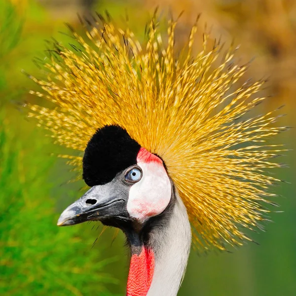Grey Crowned Crane — Stock Photo, Image