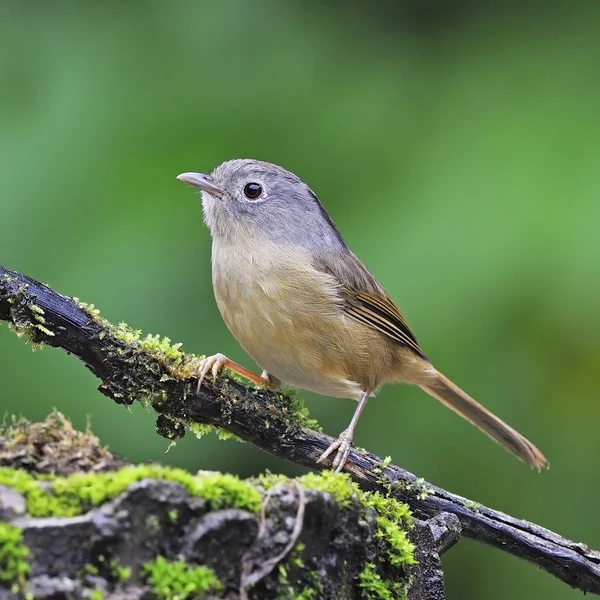 Fulveltta de faces cinzentas — Fotografia de Stock